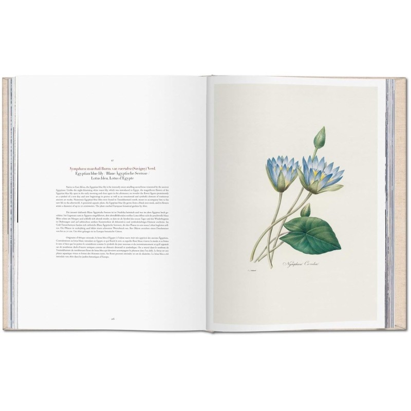 Redouté: Selection of the Most Beautiful Flowers - Teşvikiye Patika ...