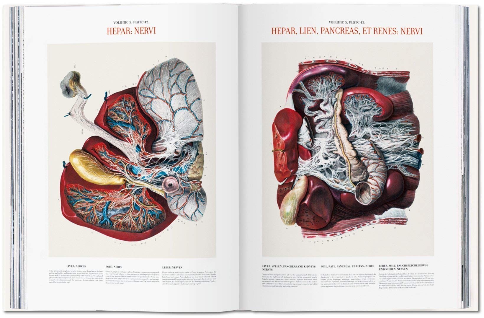 Bourgery, Atlas of Human Anatomy and Surgery - Teşvikiye Patika
