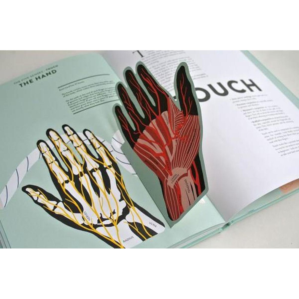 Anatomy: A Cutaway Look Inside the Human Body - Teşvikiye Patika