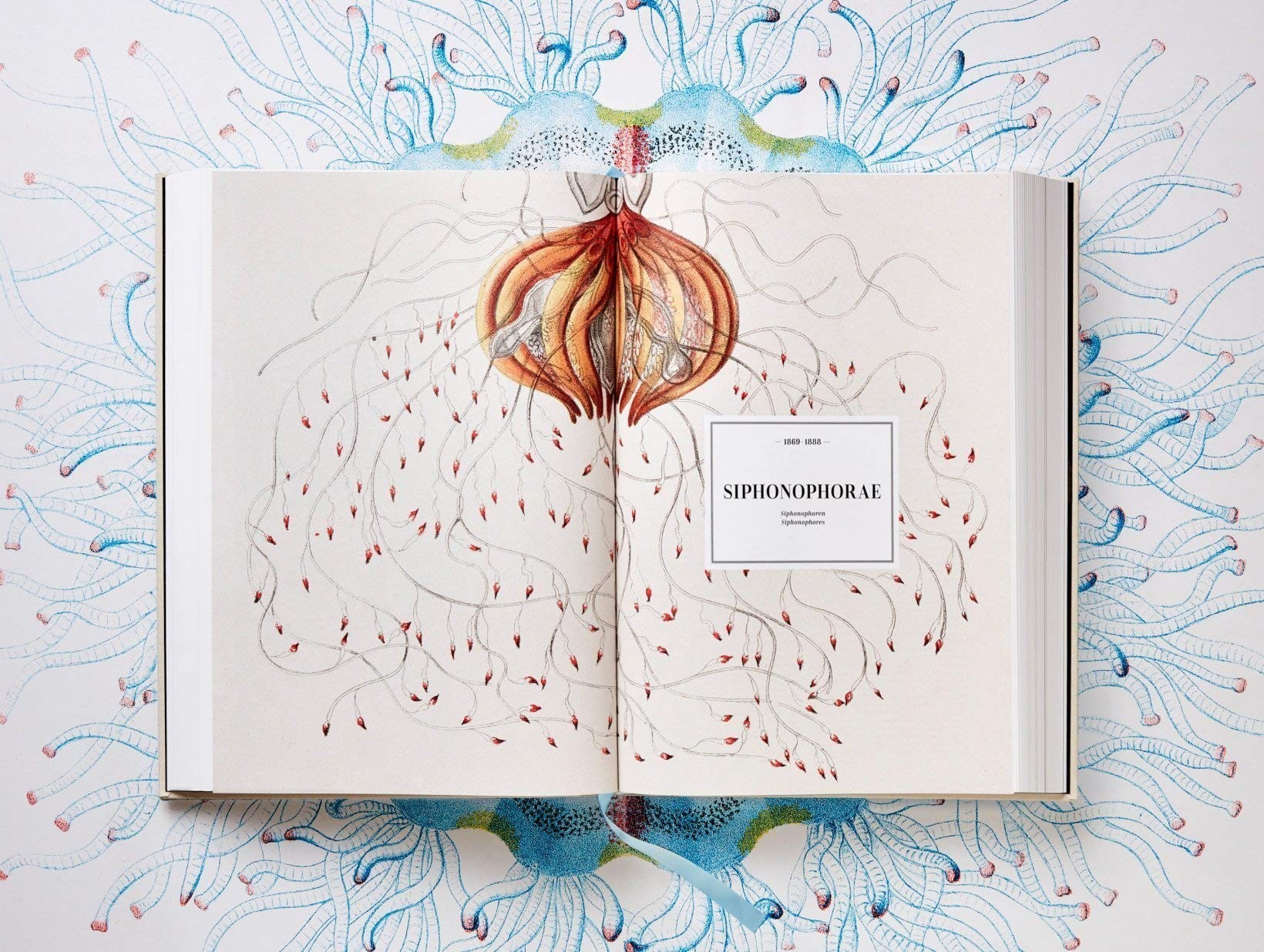 The Art and Science of Ernst Haeckel - XXL - Teşvikiye Patika Kitabevi