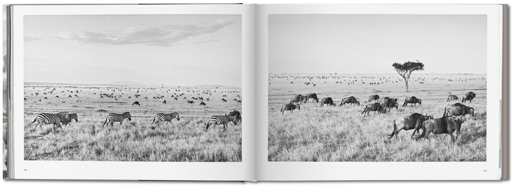 Salgado, Africa - XL - Teşvikiye Patika Kitabevi